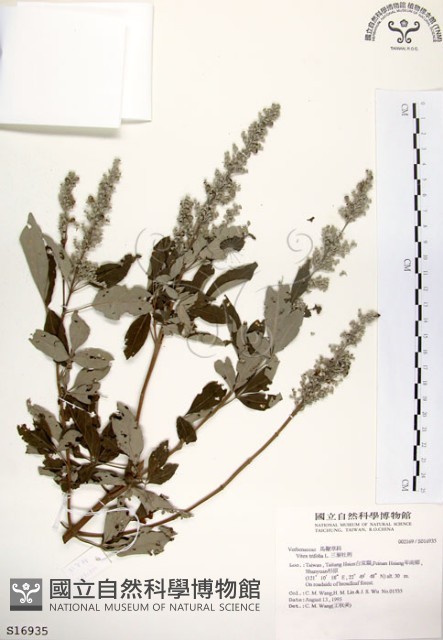 三葉蔓荊藏品圖，第1張