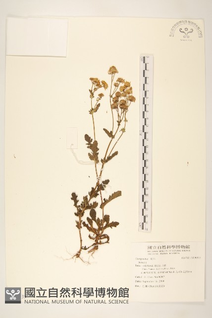 登錄號:S096935藏品圖，第1張