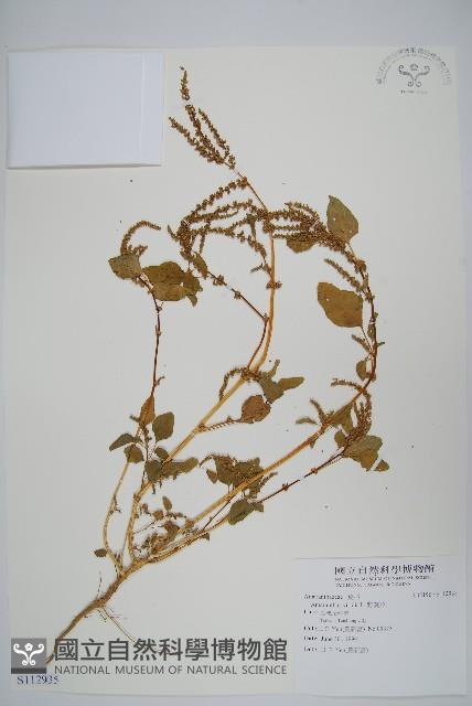 野莧菜藏品圖，第1張