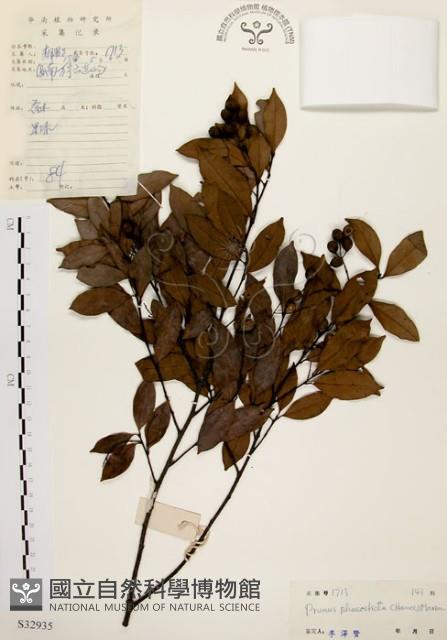 墨點櫻桃、黑星櫻藏品圖，第1張