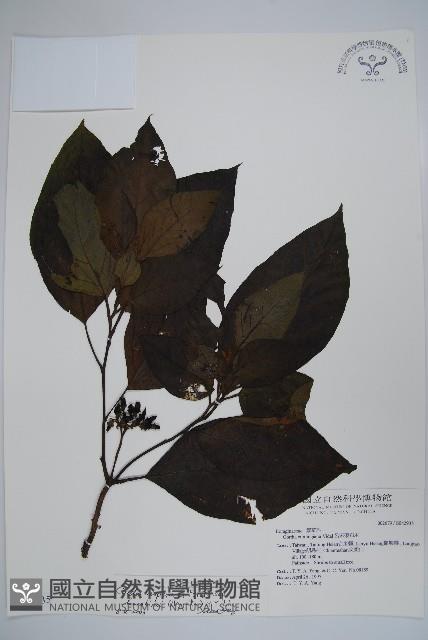 金平氏破布子藏品圖，第1張