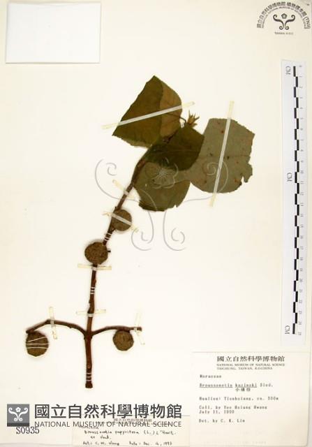 構樹藏品圖，第1張