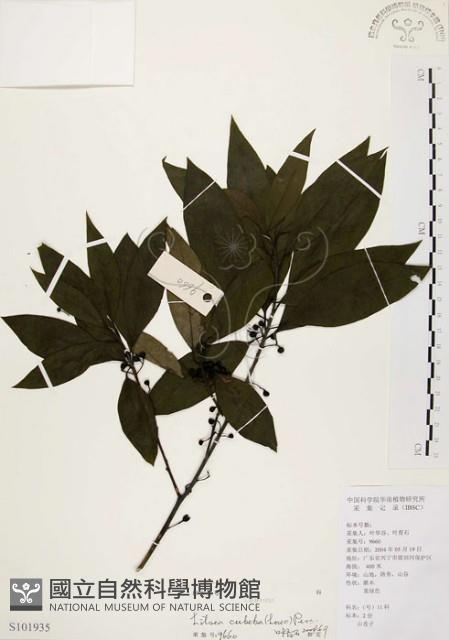 山胡椒藏品圖，第1張