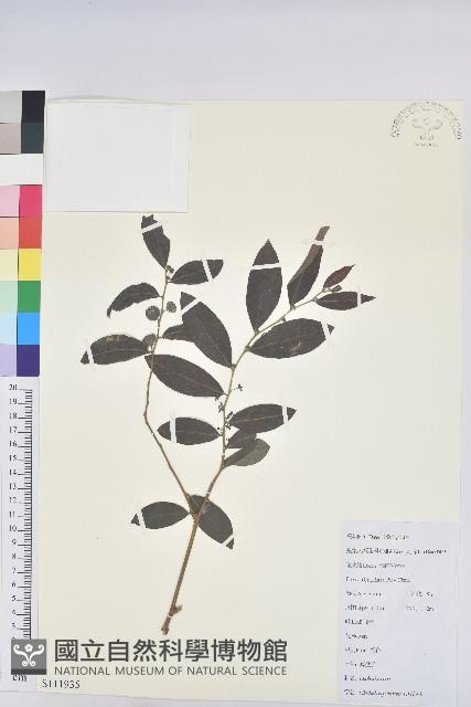 紅毛饅頭果藏品圖，第1張