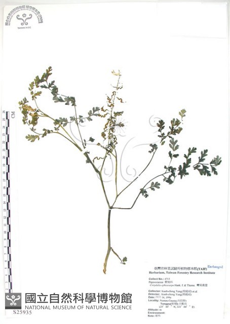 彎果黃菫藏品圖，第1張