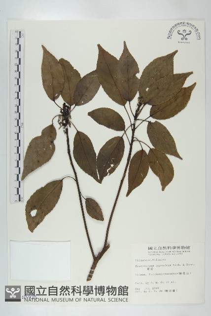 薯豆藏品圖，第1張