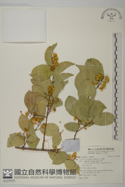 苦皮藤藏品圖，第1張