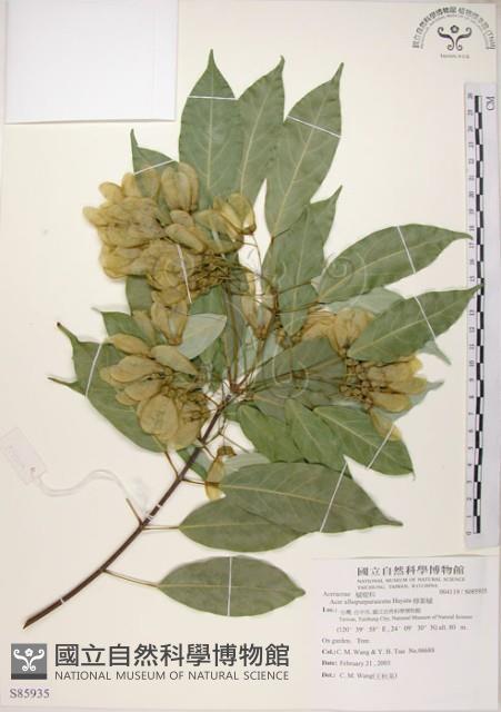 樟葉槭, 飛蛾子樹藏品圖，第1張