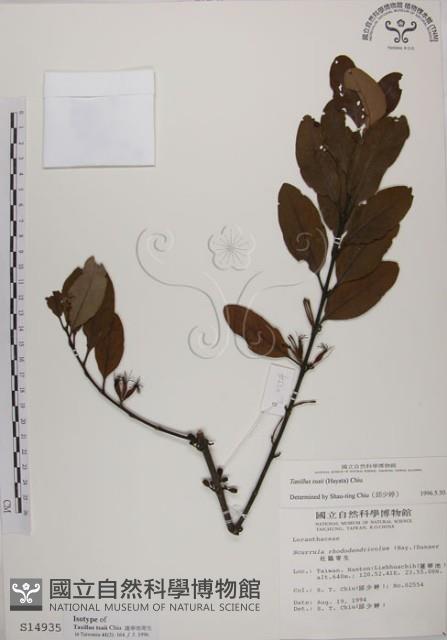蓮華池桑寄生藏品圖，第1張