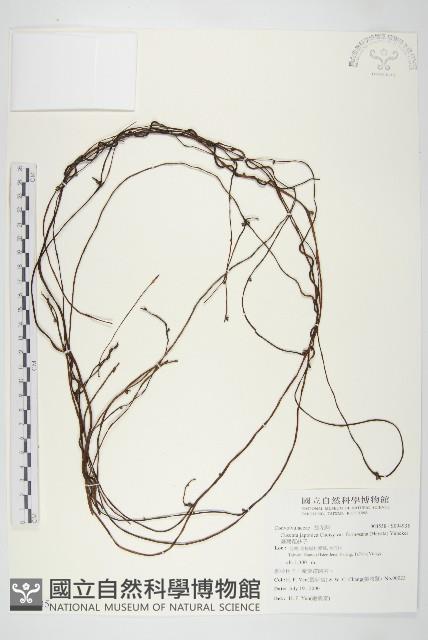 臺灣菟絲子藏品圖，第1張