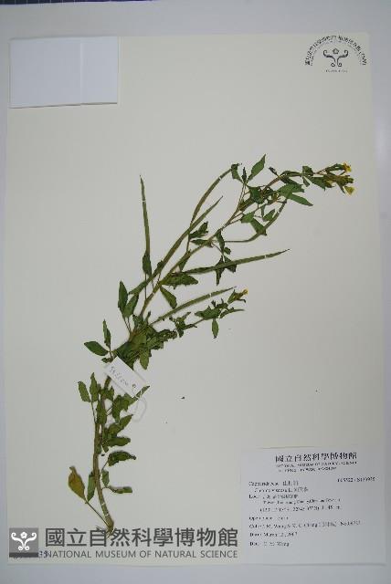 向天黃藏品圖，第1張