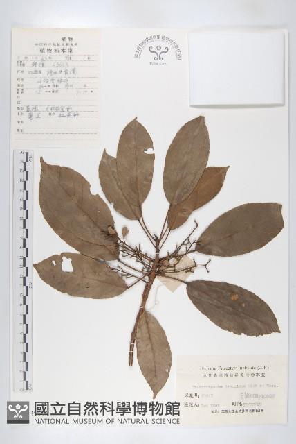 薯豆藏品圖，第1張