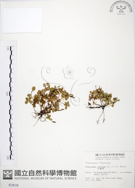 小椒草藏品圖，第1張