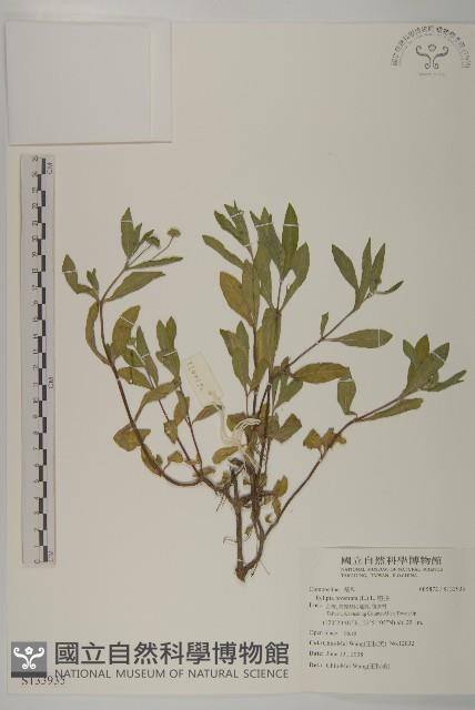 鱧腸藏品圖，第1張