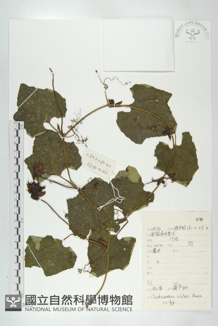 括樓藏品圖，第1張