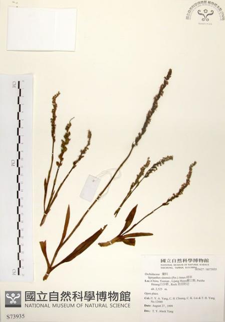 綬草藏品圖，第1張