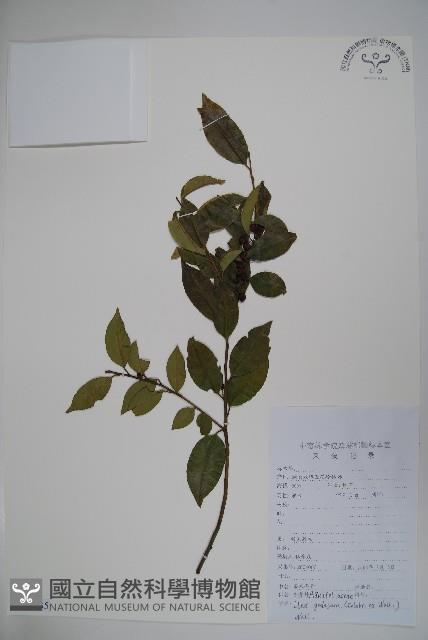 米碎木藏品圖，第1張