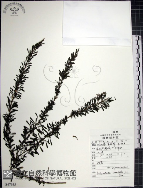 鐵掃帚、千里光藏品圖，第1張