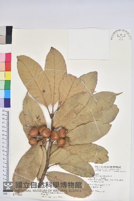 大葉石櫟藏品圖，第1張