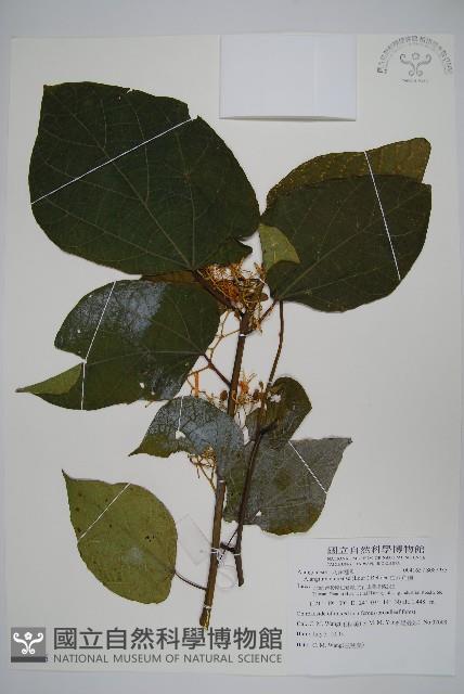 華八角楓藏品圖，第1張