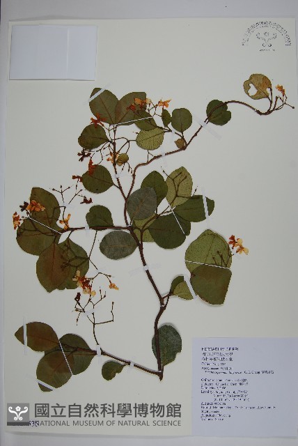 蘭嶼絡石藏品圖，第1張