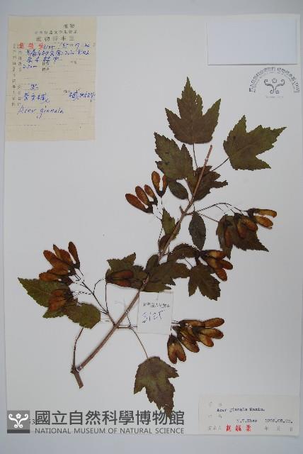 華北茶條槭藏品圖，第1張