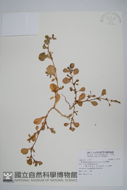假海馬齒藏品圖，第1張