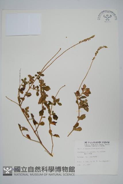 假川牛膝藏品圖，第1張