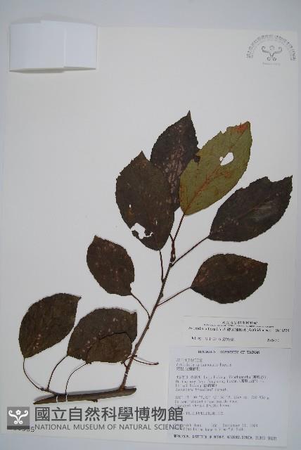 硬齒獼猴桃藏品圖，第1張