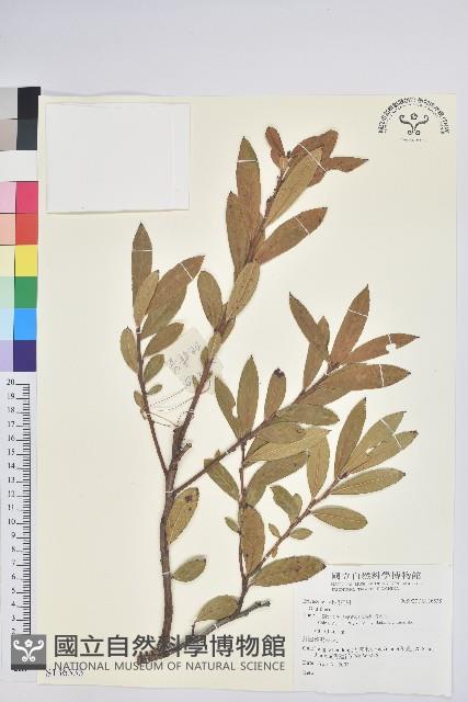 登錄號:S136535藏品圖，第1張