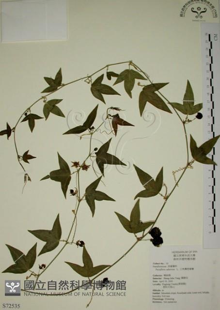 三角葉西番蓮藏品圖，第1張