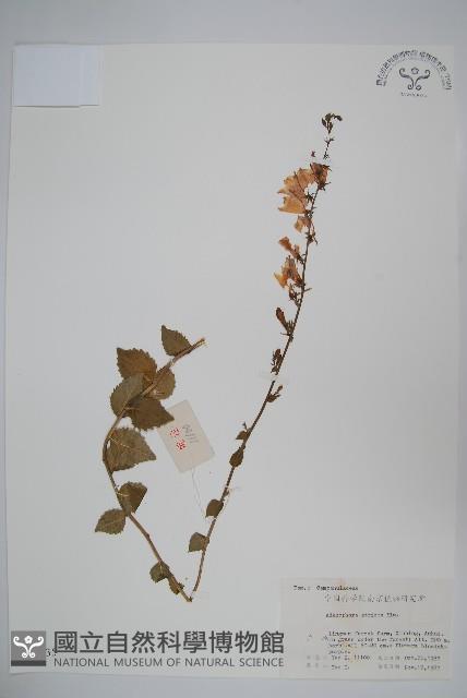 沙參藏品圖，第1張