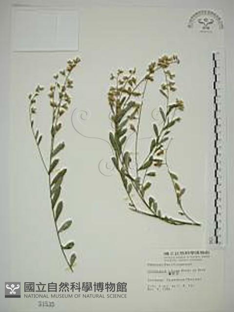 響鈴豆藏品圖，第1張