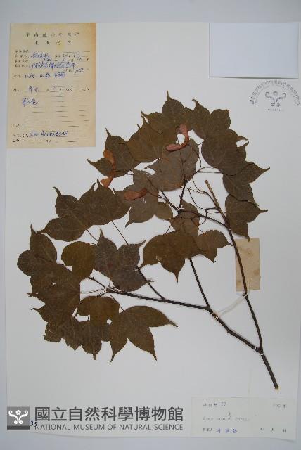 嶺南槭藏品圖，第1張