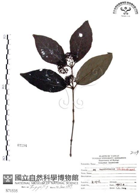 杜虹花，台灣紫珠藏品圖，第1張