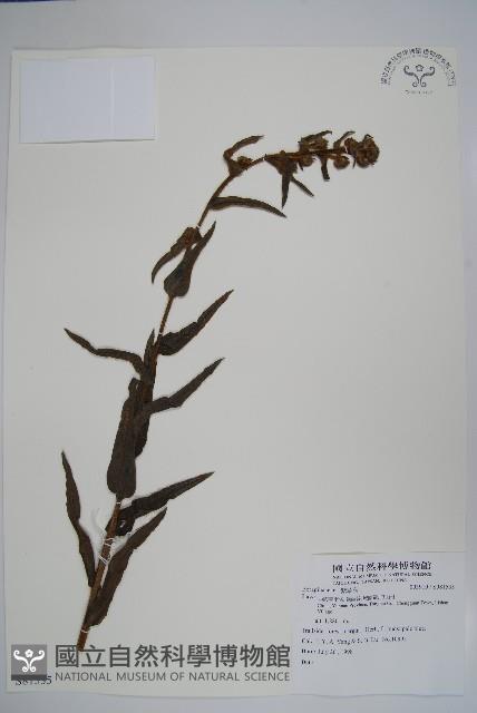 登錄號:S081535藏品圖，第1張