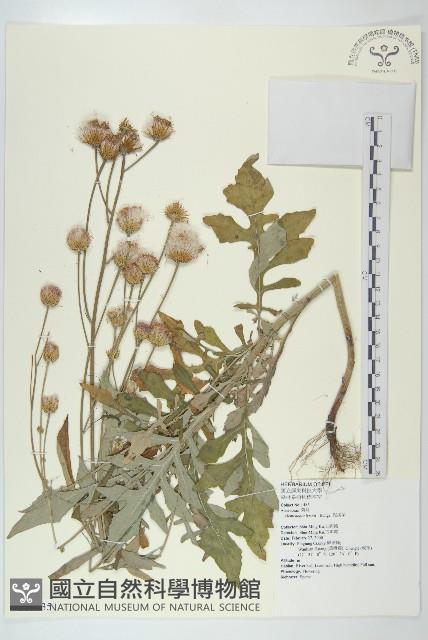 泥胡菜藏品圖，第1張