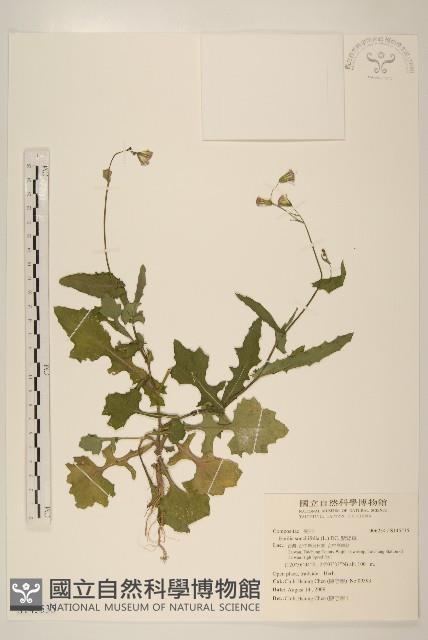 紫背草藏品圖，第1張