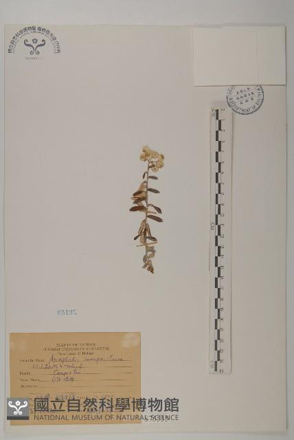 抱莖籟簫藏品圖，第1張