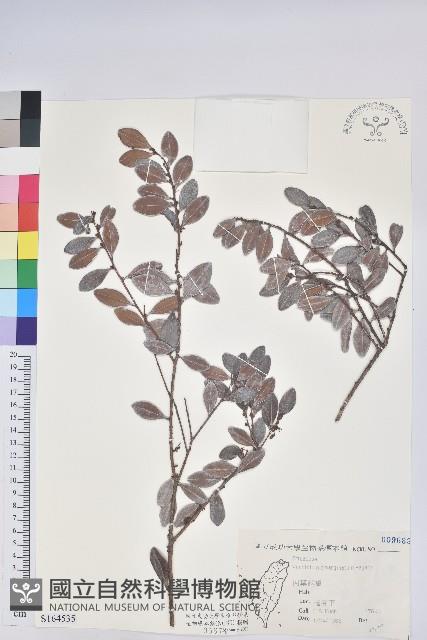 凹葉越橘藏品圖，第1張