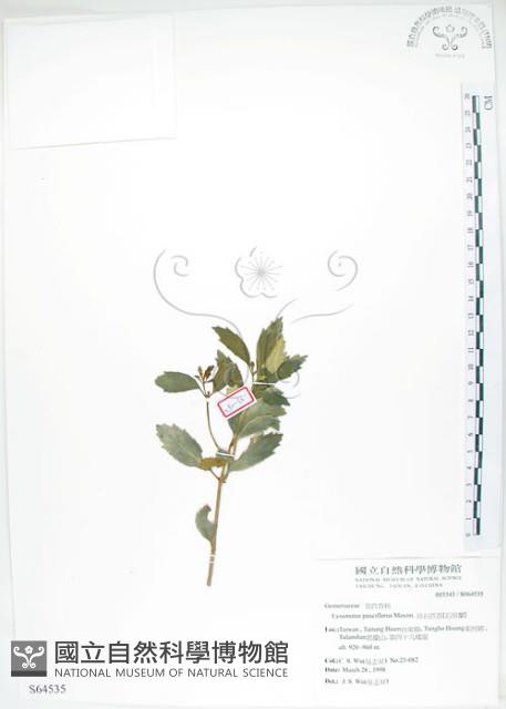 石吊蘭、吊石苣苔藏品圖，第1張