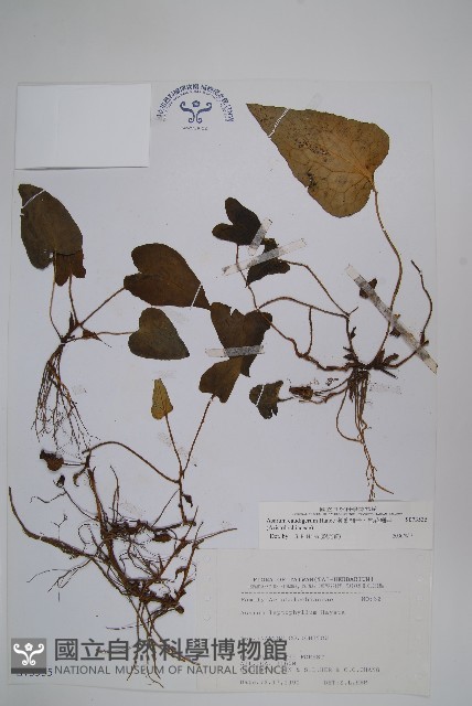 薄葉細辛、尾花細辛藏品圖，第1張