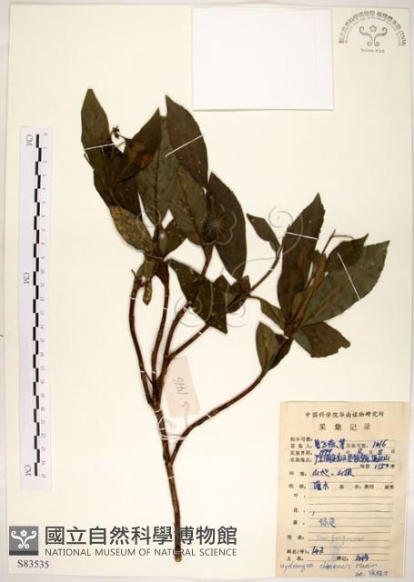 華八仙藏品圖，第1張