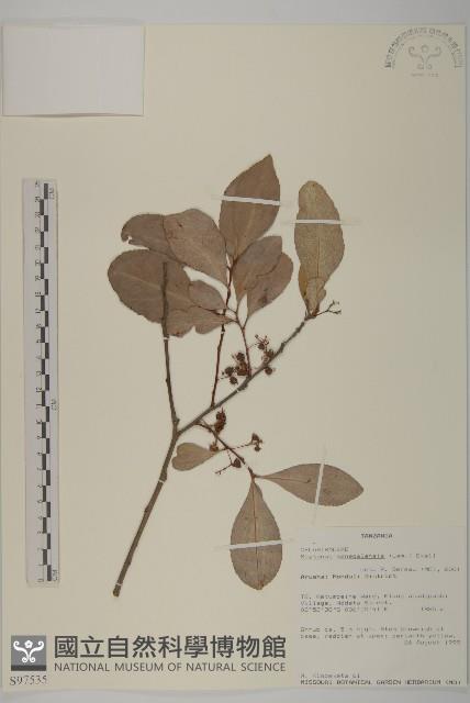 裸實藏品圖，第1張