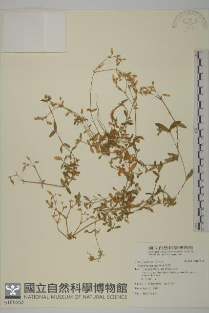 卷耳藏品圖，第1張