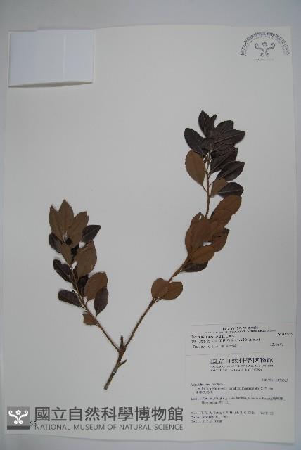 倒卵葉冬青、金平氏冬青藏品圖，第1張