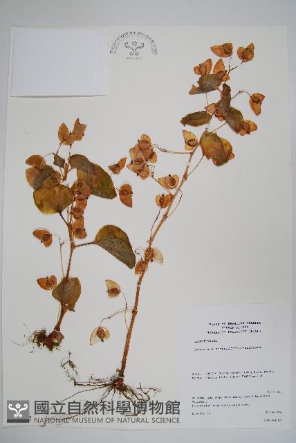 登錄號:S046665藏品圖，第1張