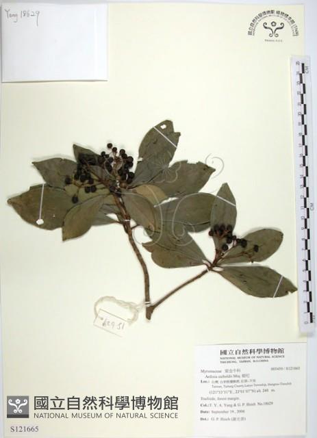 樹杞藏品圖，第1張