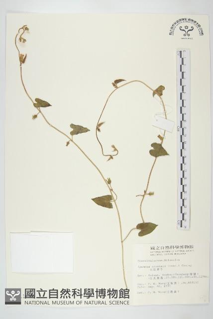 白花牽牛藏品圖，第1張