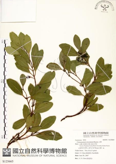 土樟藏品圖，第1張